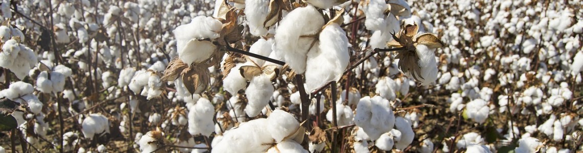 Bumbac organic sau conventional: Diferente si avantaje